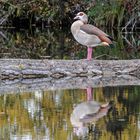 Nilgans in der Amper