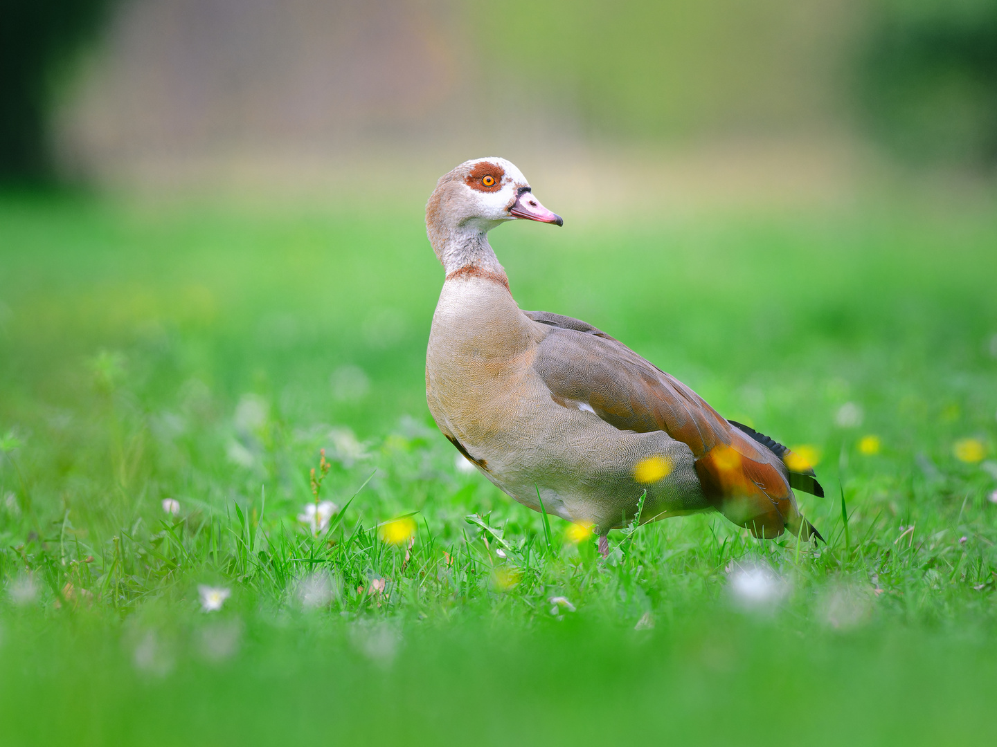 Nilgans in der Blumenwiese