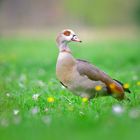 Nilgans in der Blumenwiese