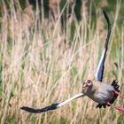 nilgans in der Kurve