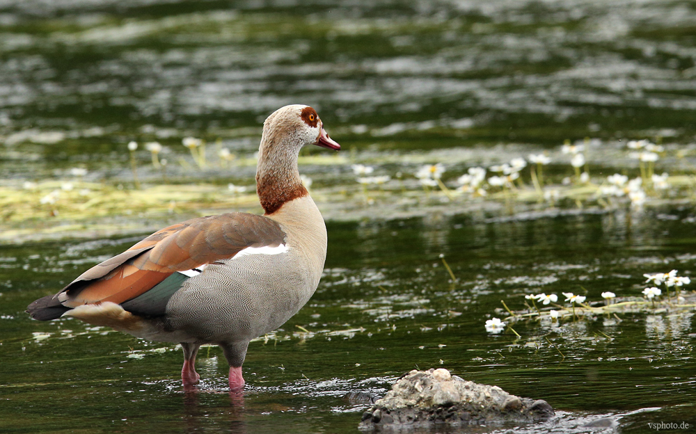 Nilgans in der Sieg