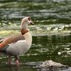 Nilgans in der Sieg