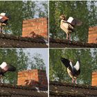 Nilgans in der Sonne mit Schatten