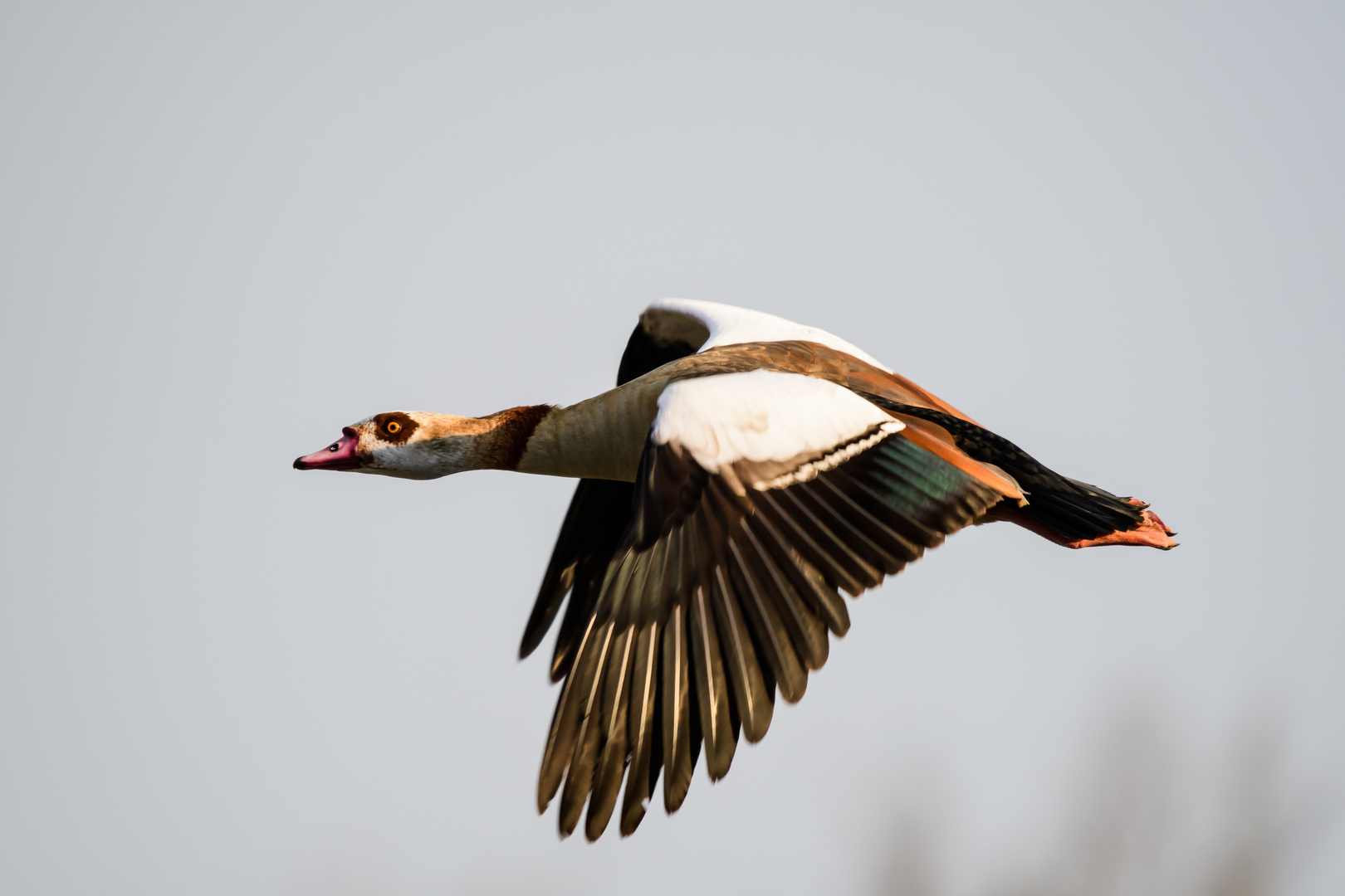 Nilgans in Flug