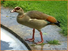 Nilgans in Wiesbaden