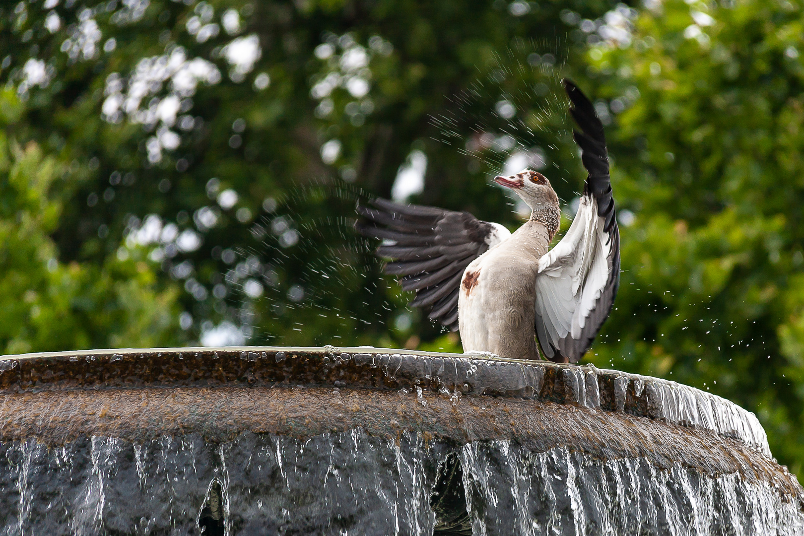 Nilgans in Wiesbaden