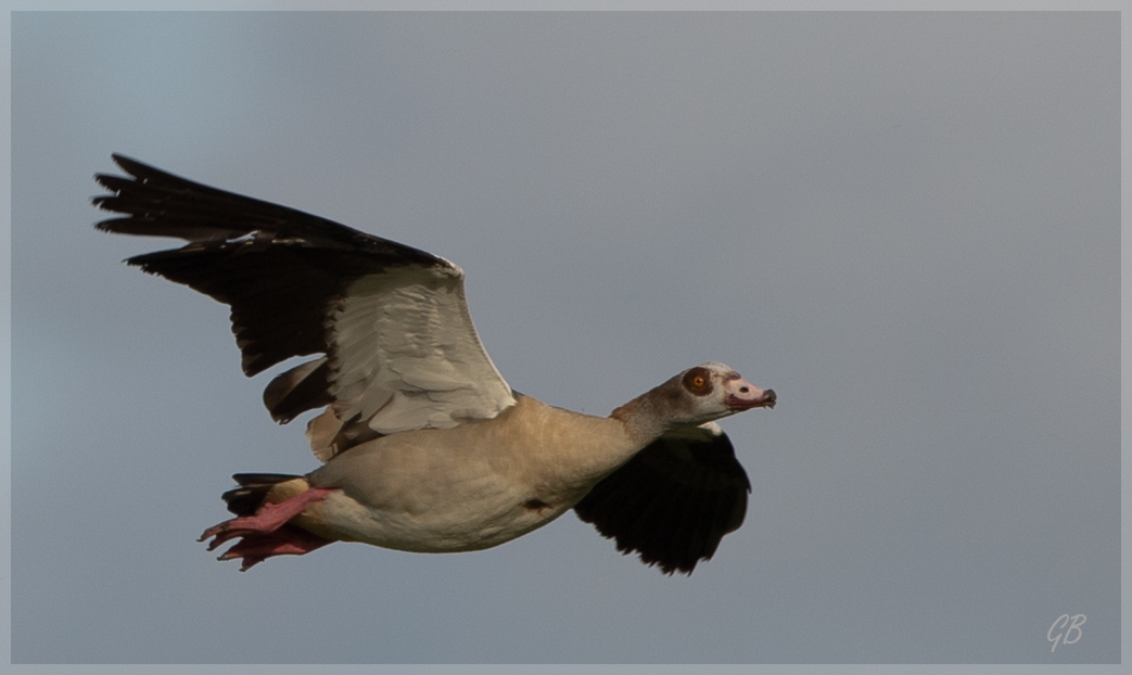 Nilgans in Windböen