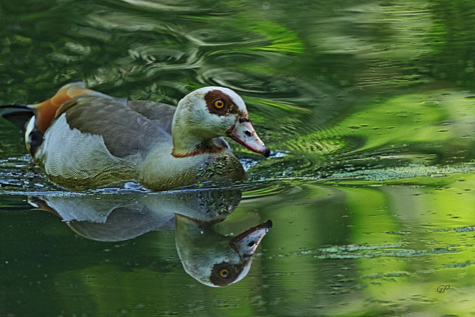 Nilgans IV