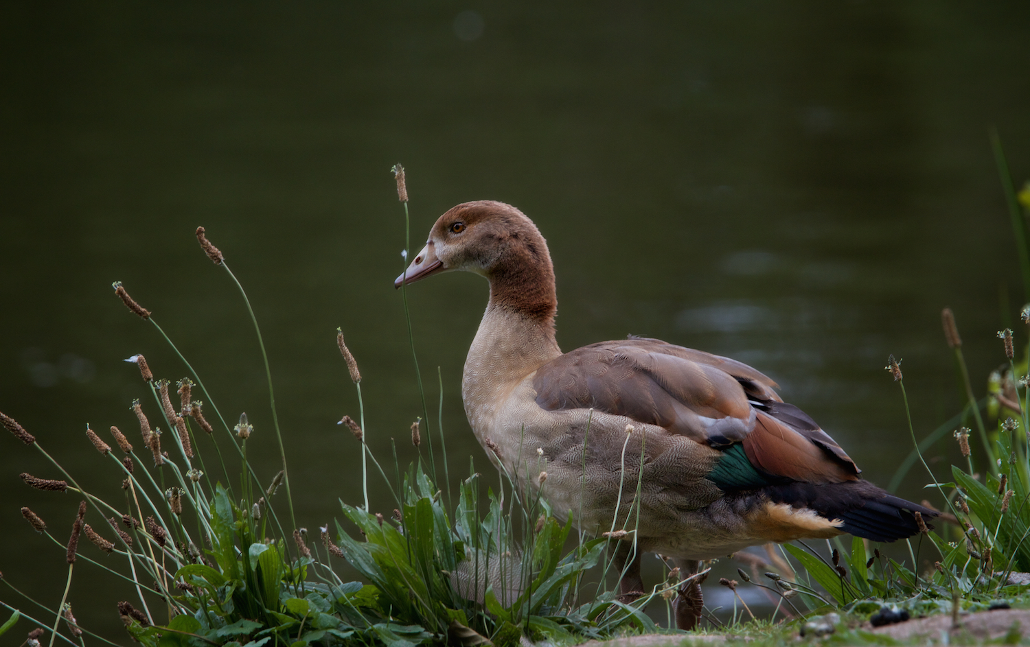 Nilgans jr.