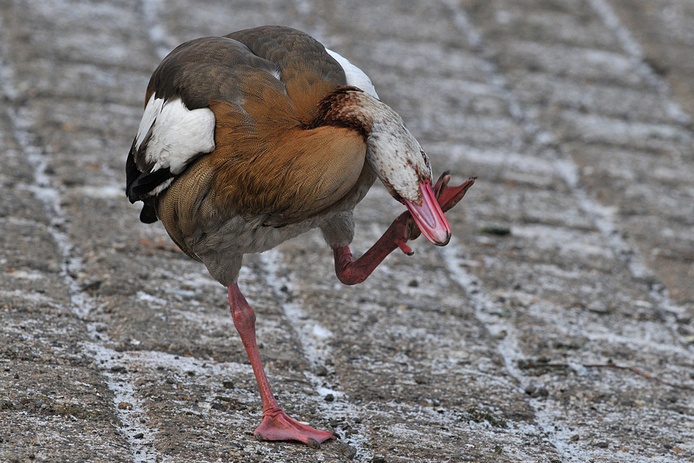 Nilgans: Juckreiz am Mainufer