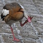 Nilgans: Juckreiz am Mainufer