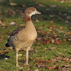 Nilgans – Jugend im Herbst 01