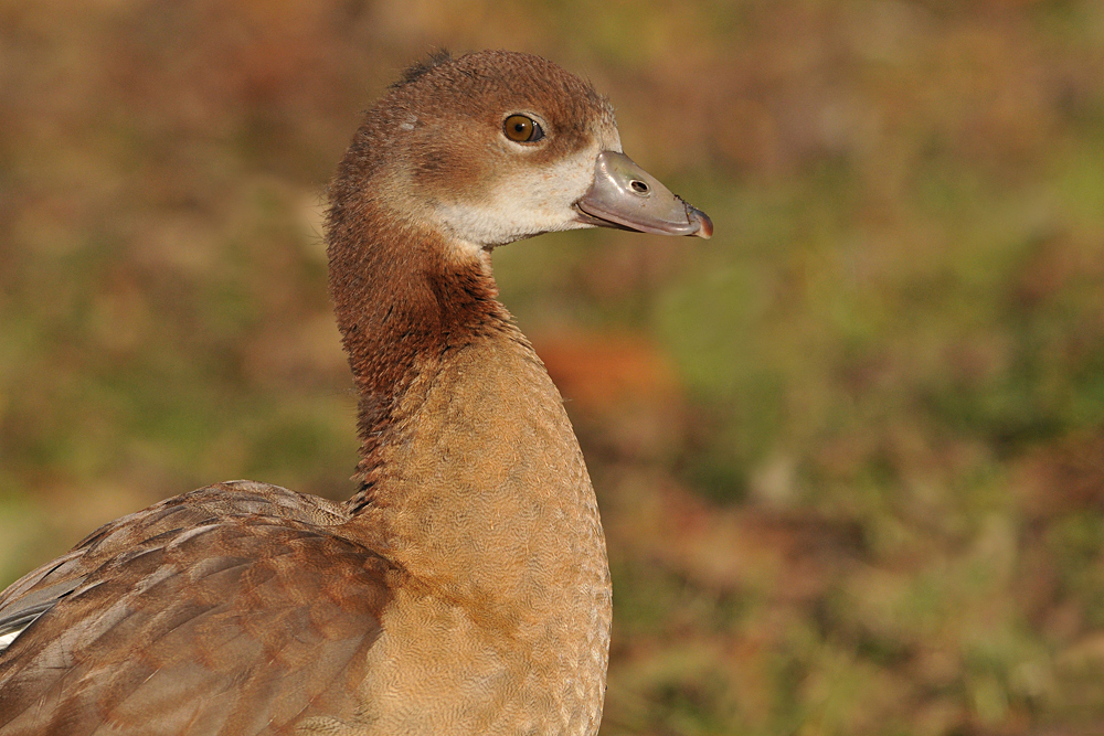 Nilgans – Jugend im Herbst 02