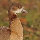 Nilgans – Jugend im Herbst 02