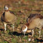 Nilgans – Jugend im Herbst 03