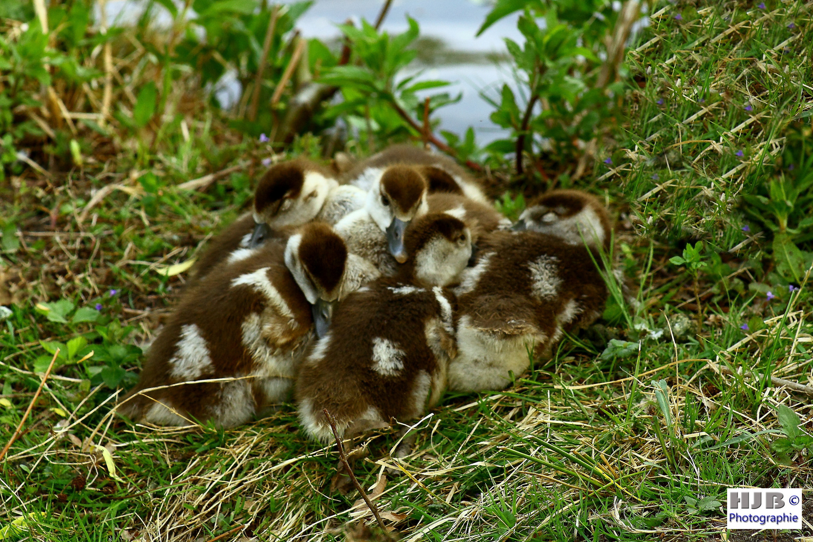 Nilgans Junge beim Kuscheln