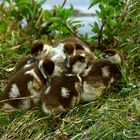 Nilgans Junge beim Kuscheln