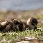 Nilgans Jungtier