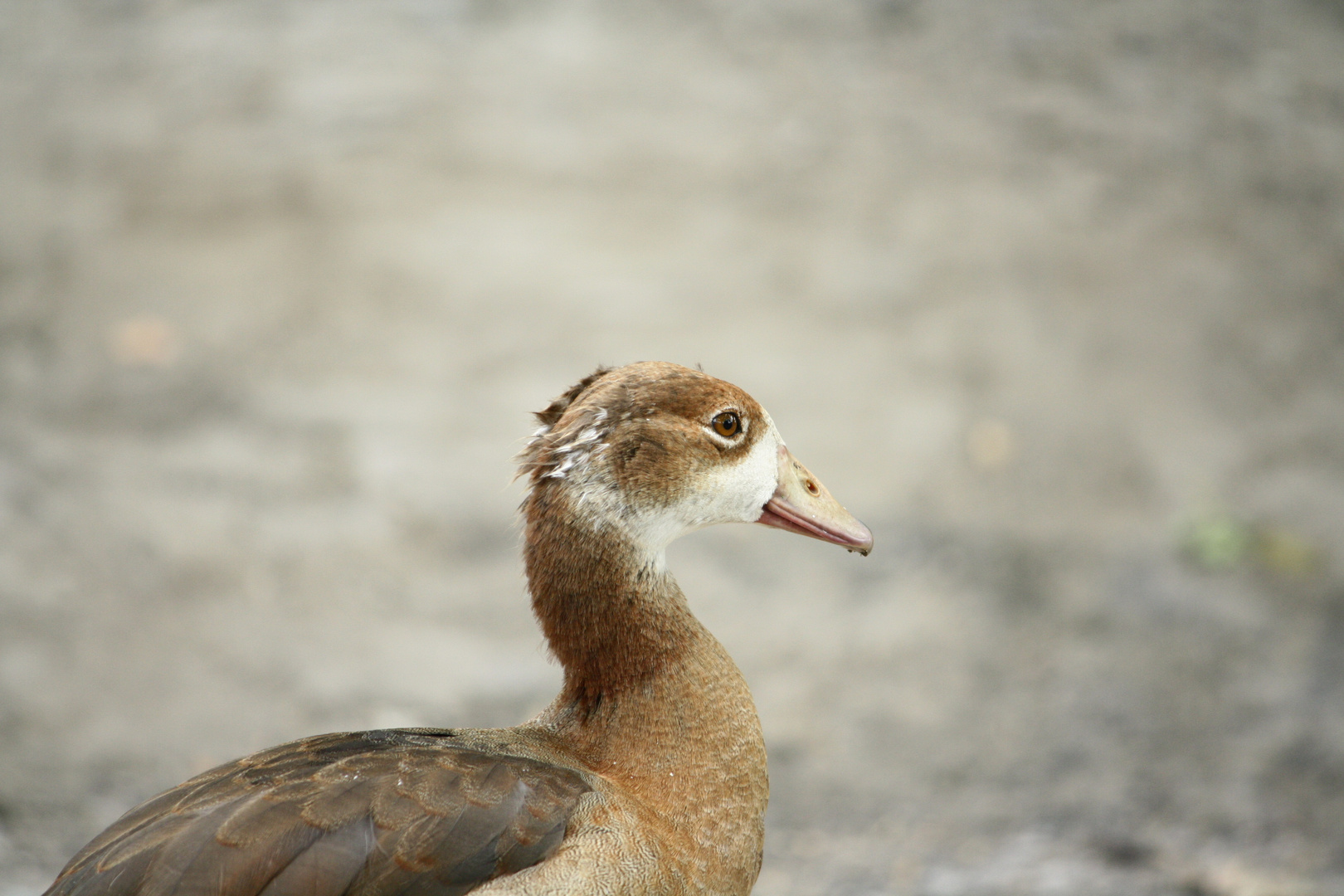 Nilgans ..Jungtier..