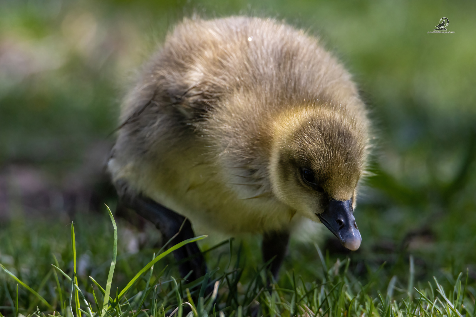 Nilgans Jungtier