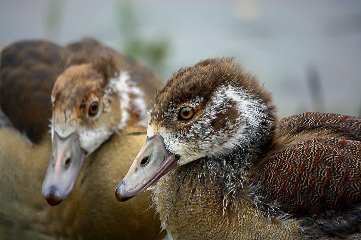 Nilgans Jungtiere 