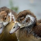 Nilgans Jungtiere 