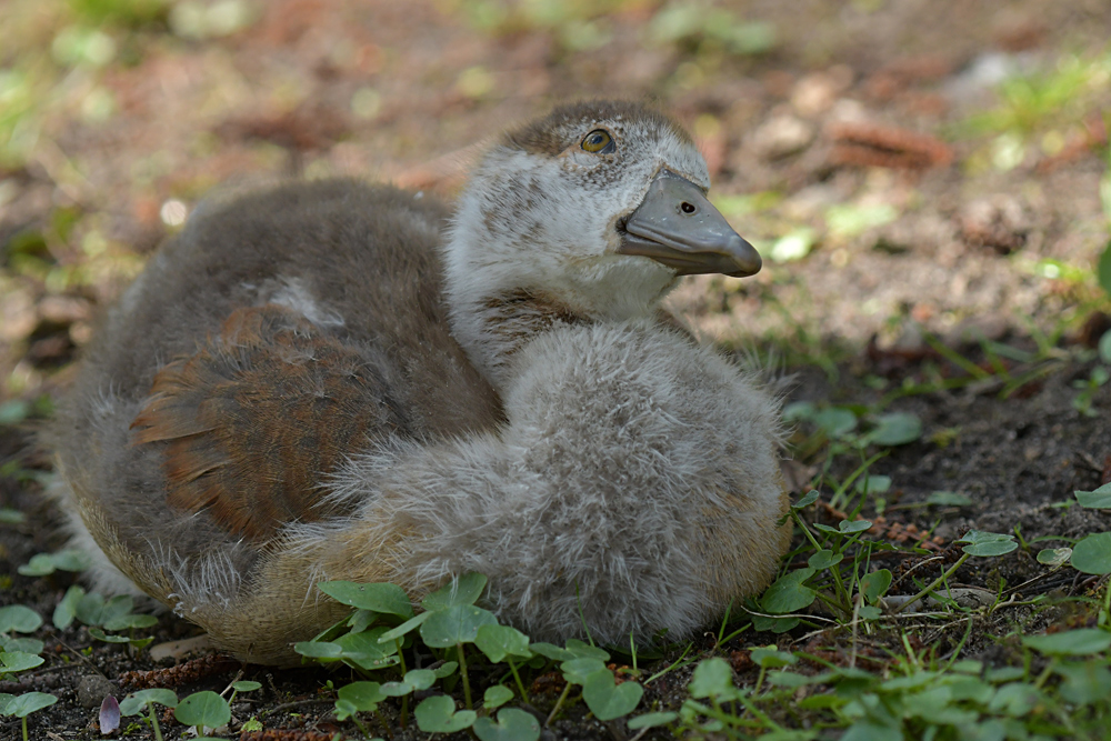 Nilgans – Kind: Der Bussard fliegt mal wieder drüber