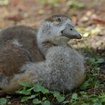 Nilgans – Kind: Der Bussard fliegt mal wieder drüber