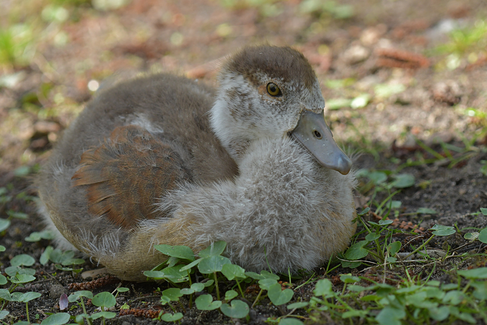 Nilgans – Kind: Der Bussard flog mal wieder drüber