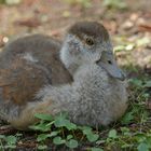 Nilgans – Kind: Der Bussard flog mal wieder drüber