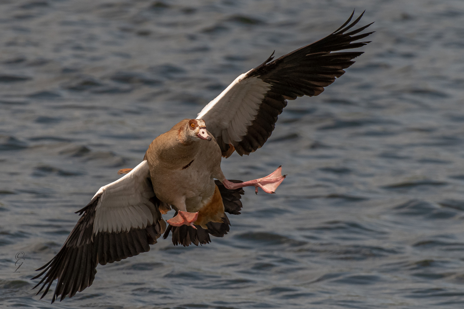 Nilgans kriegt die Kurve