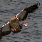 Nilgans kriegt die Kurve