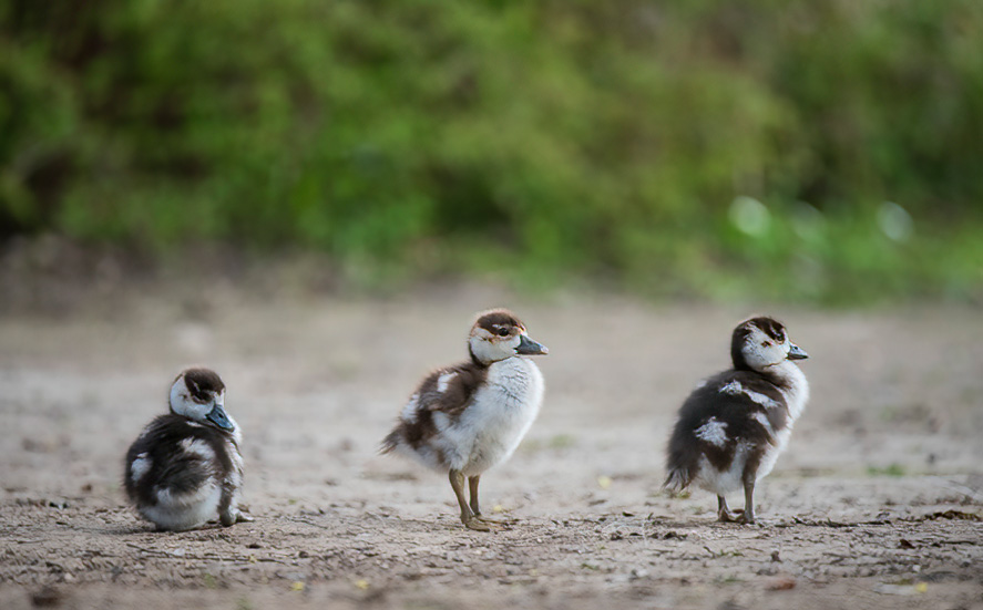 Nilgans Kücken