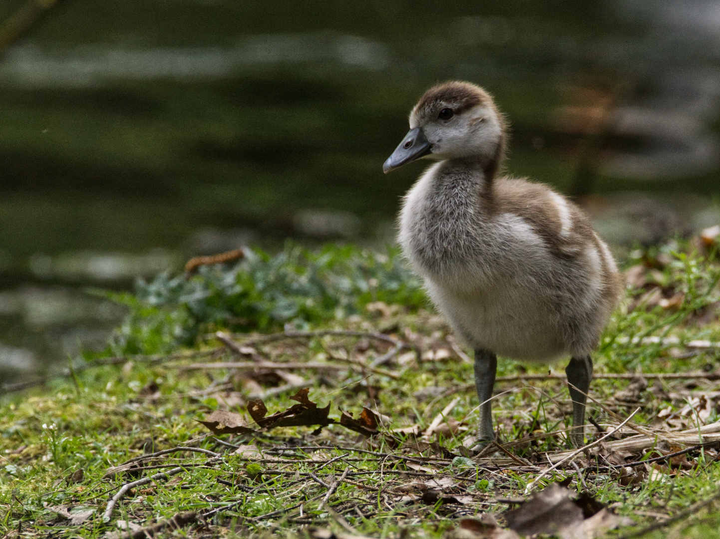 Nilgans Kücken