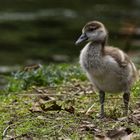 Nilgans Kücken