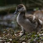 Nilgans Kücken