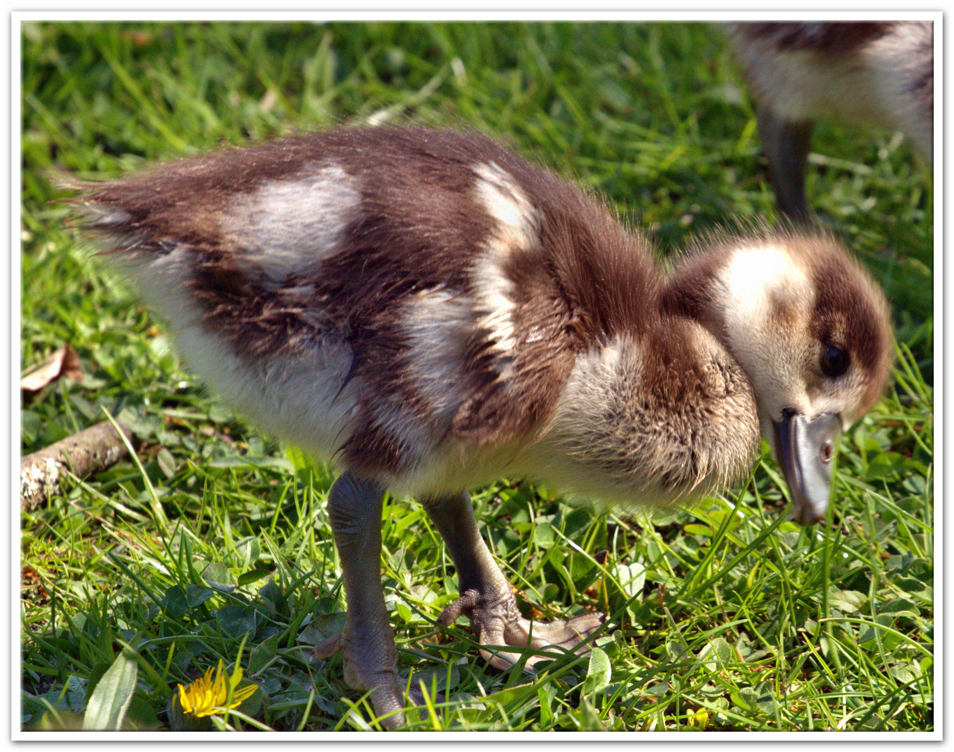 Nilgans -Kücken