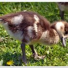 Nilgans -Kücken