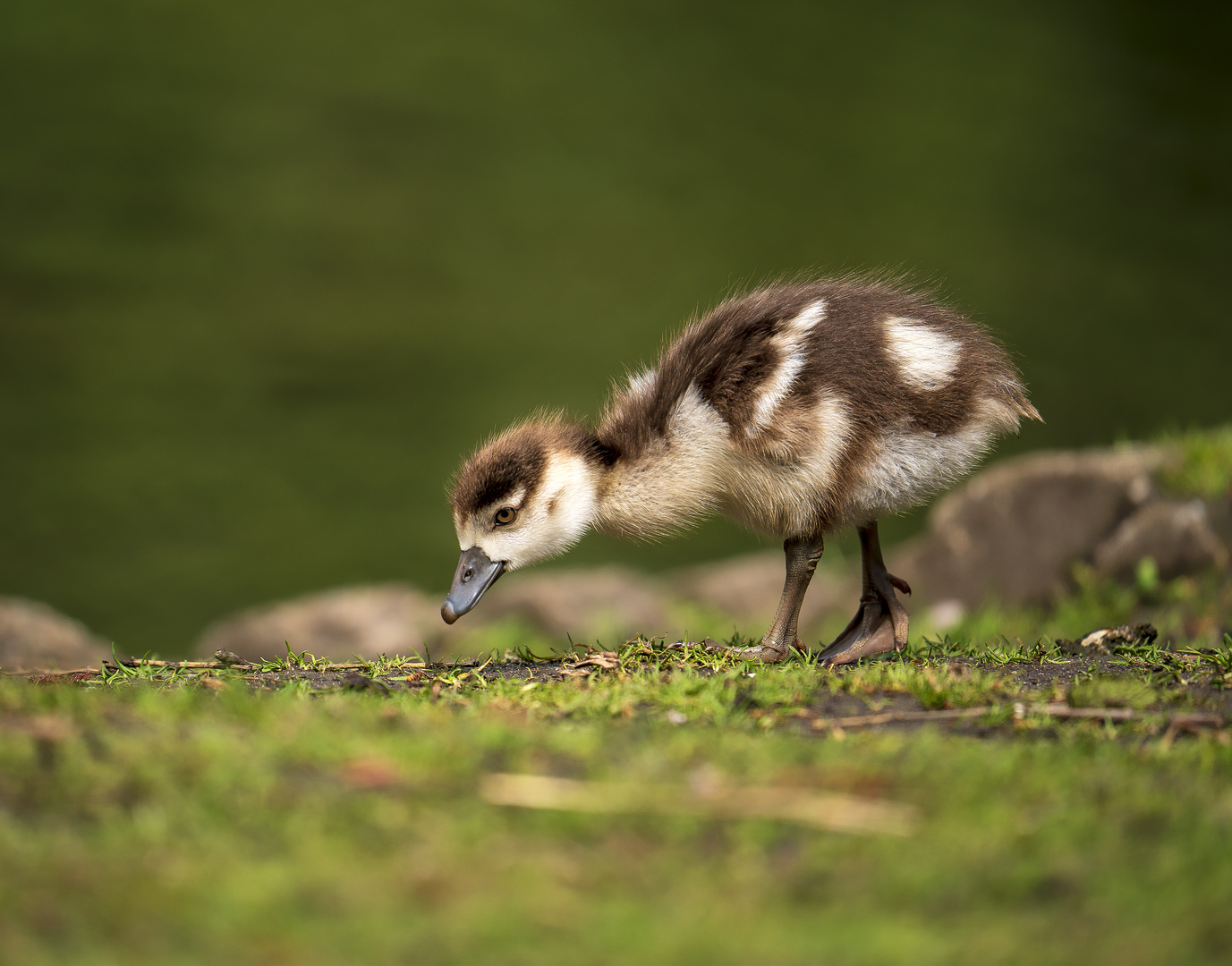 Nilgans Küken