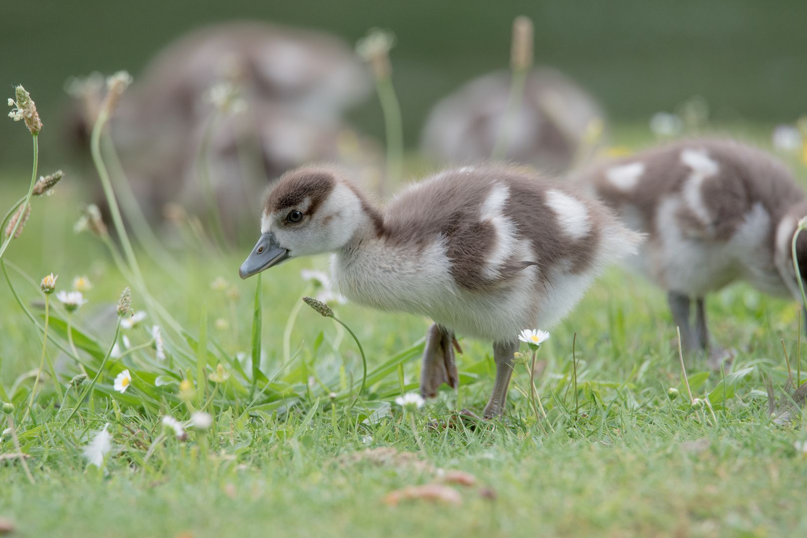 Nilgans Küken