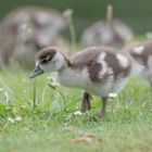 Nilgans Küken