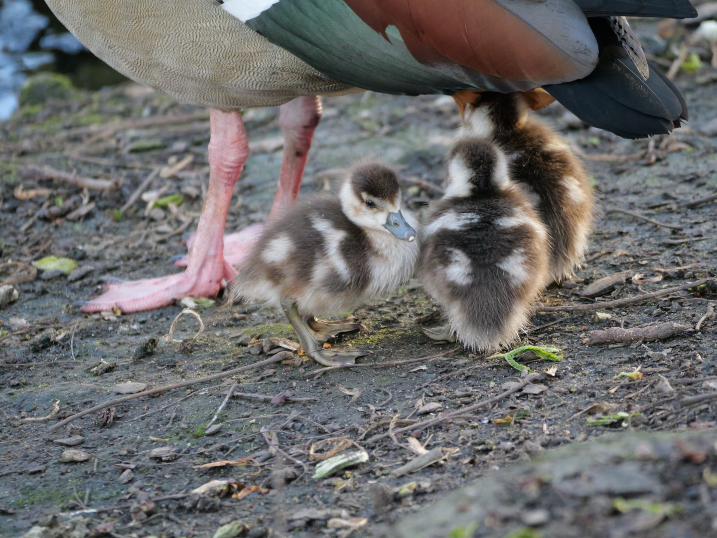 Nilgans Küken 1