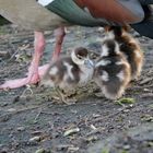 Nilgans Küken 1