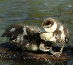 Nilgans-Küken