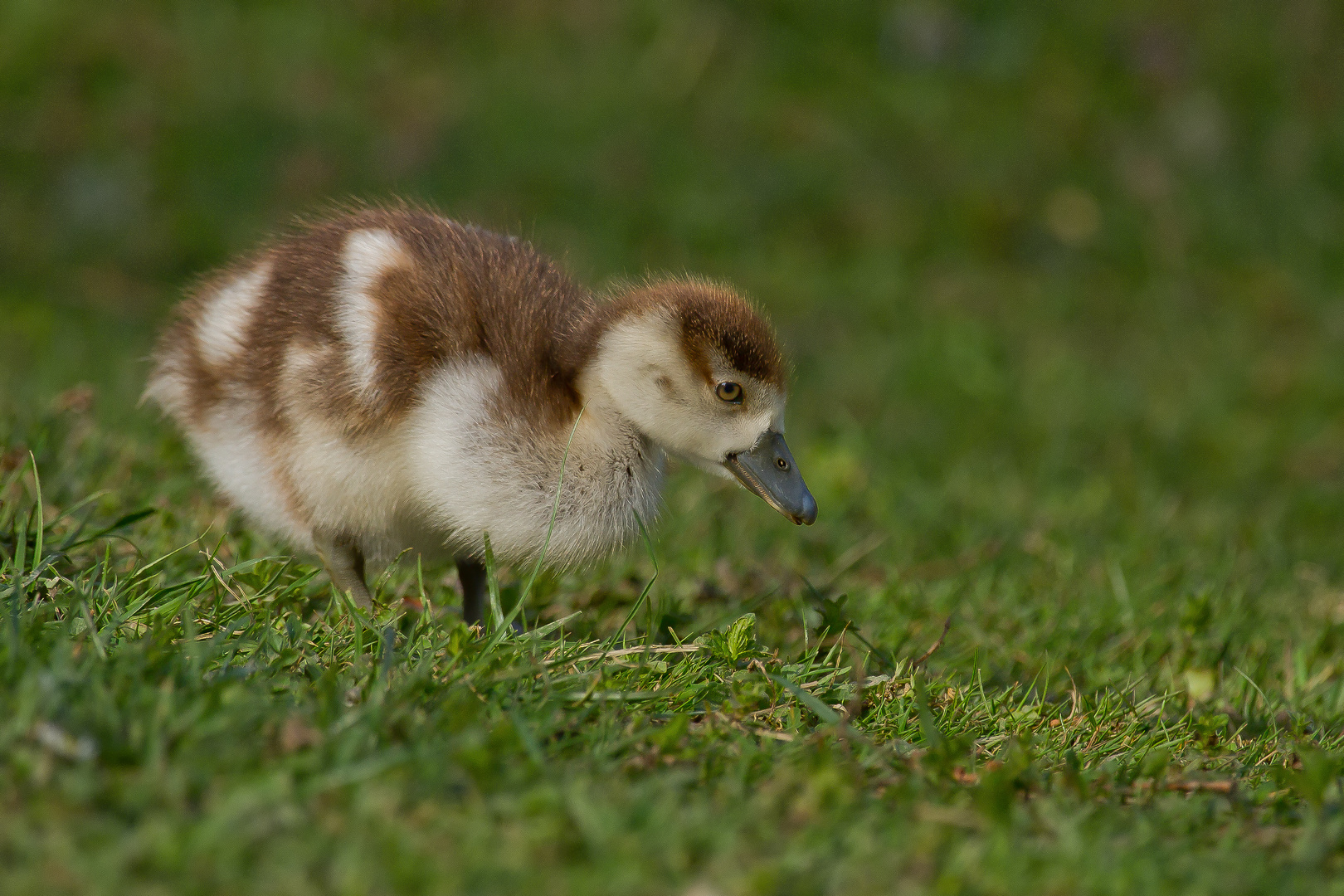 Nilgans Küken