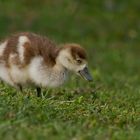 Nilgans Küken