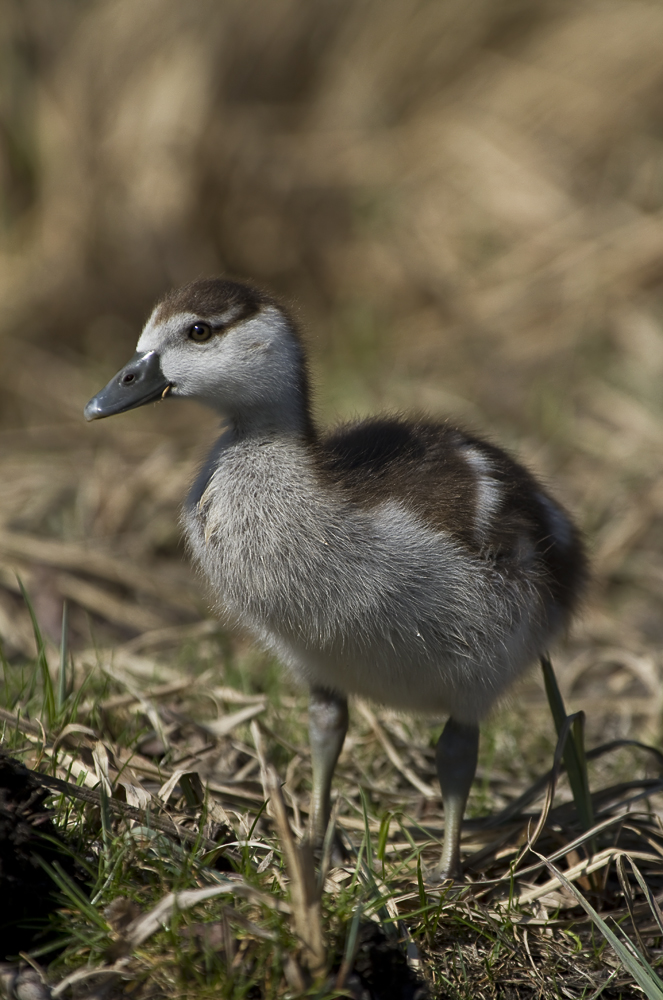 Nilgans Küken / 2