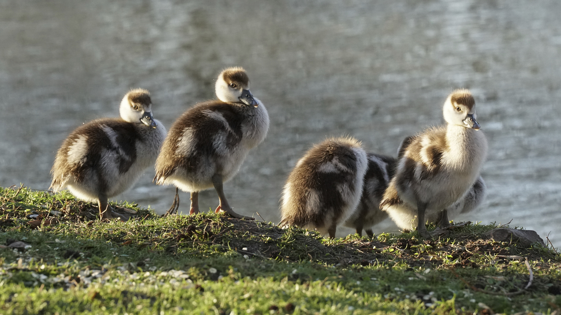 Nilgans Küken