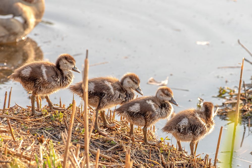 Nilgans Küken