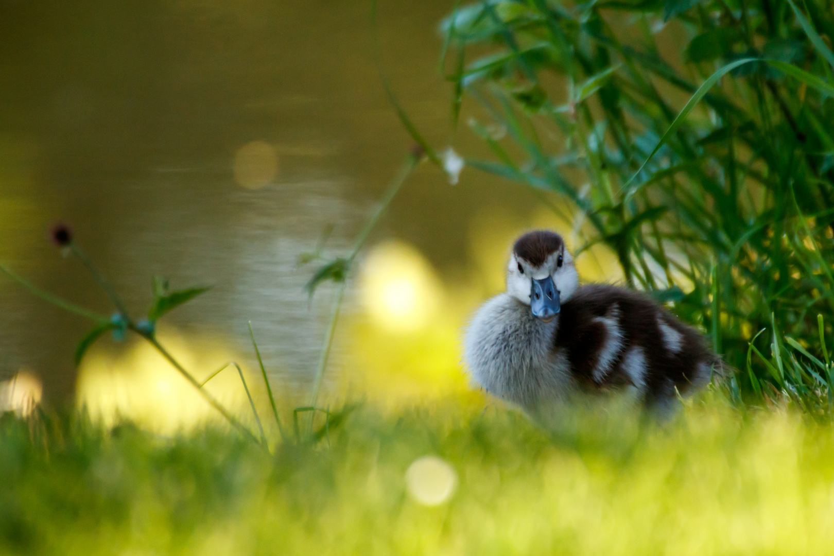 Nilgans Küken